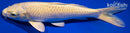 7.5" YAMABUKI OGON