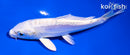 5" DOITSU PLATINUM OGON