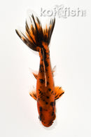 3.75" WAKIN GOLDFISH