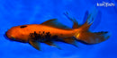 6" WATONAI GOLDFISH
