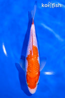 6.5" GINRIN KOHAKU