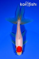 5.75" WATONAI GOLDFISH