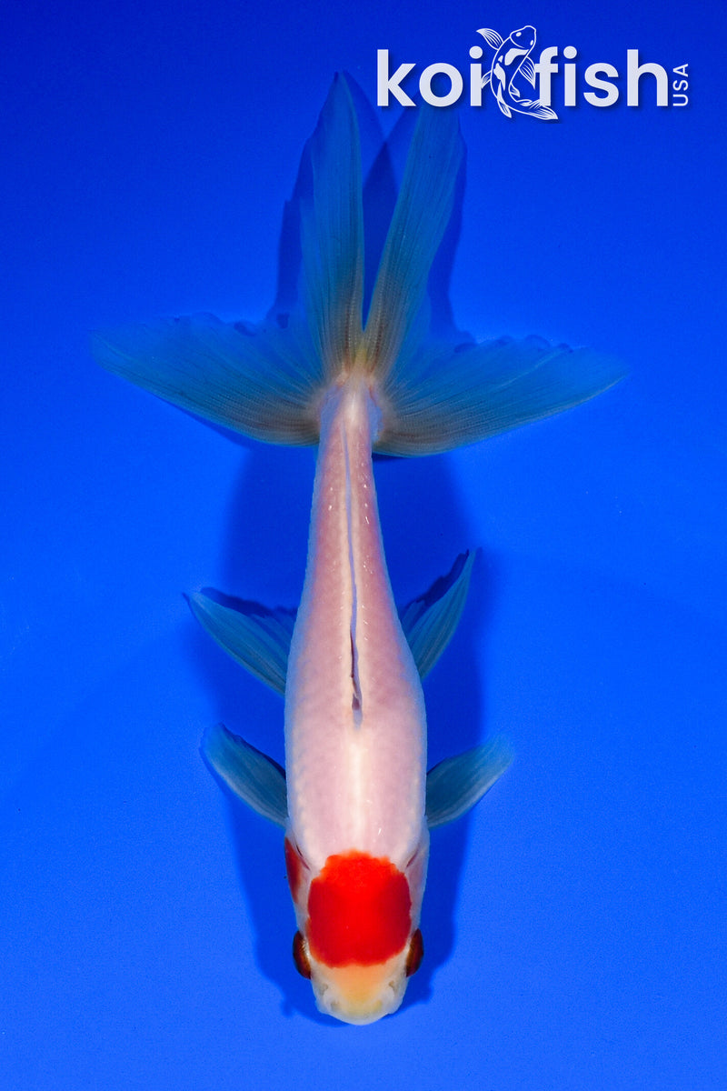 5.75" WATONAI GOLDFISH