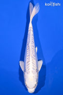 7" DOITSU PLATINUM OGON