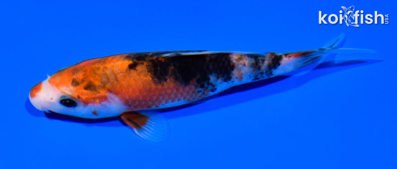 5.25" SANKE