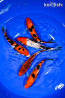 PACK OF (5) 5.5"- 6" STANDARD KOI