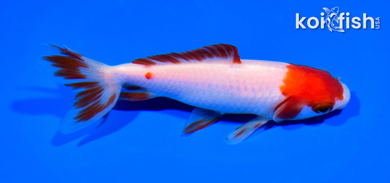 4.75" WAKIN GOLDFISH