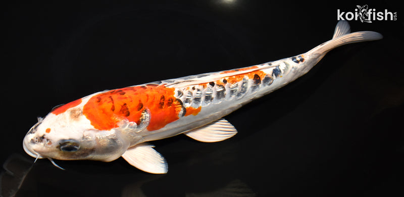 11.75" DOITSU GINRIN KUJAKU