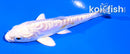4" DOITSU HARIWAKE