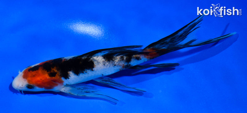 5.5" SANKE BUTTERFLY