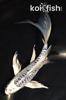 7" ARAGOKE KIKOKURYU BUTTERFLY