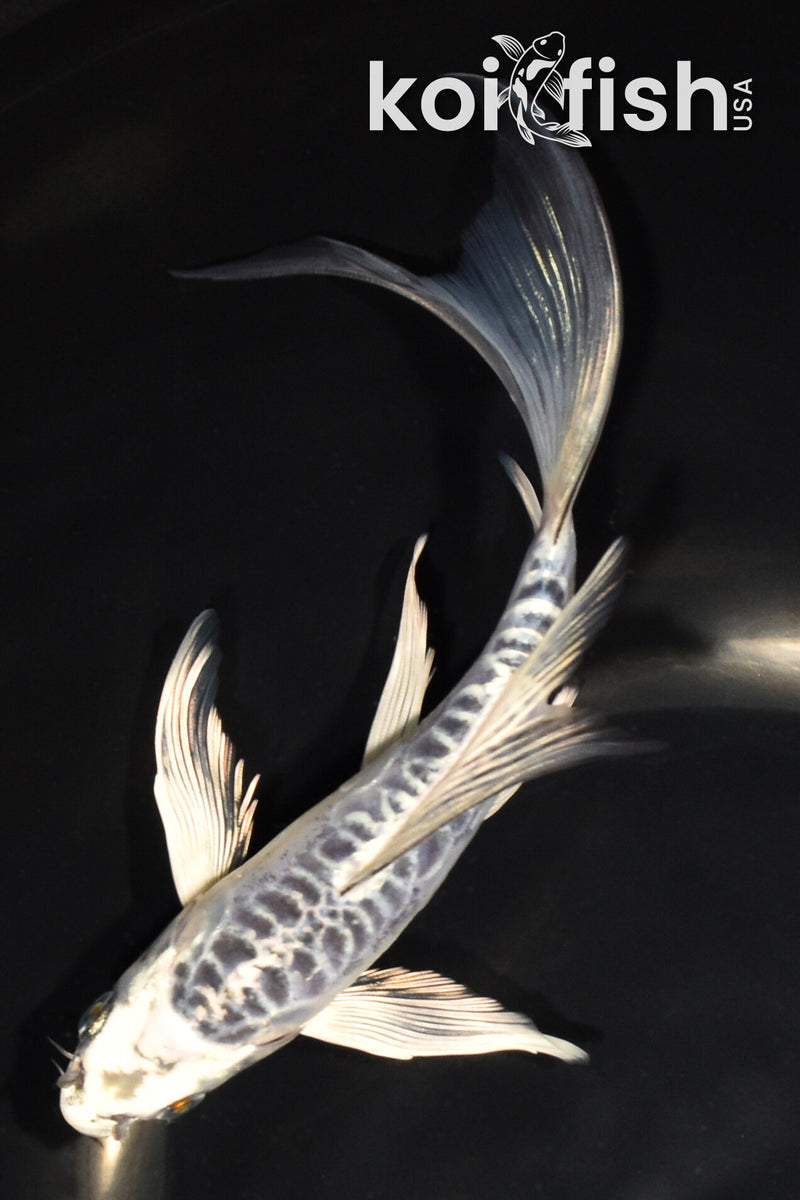 7" ARAGOKE KIKOKURYU BUTTERFLY