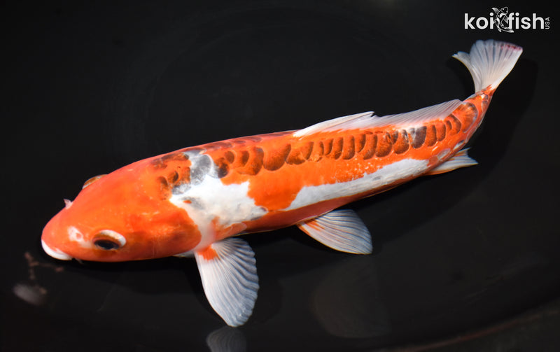 10.75" HI SHUSUI