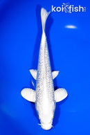 8.75" GINRIN PLATINUM OGON