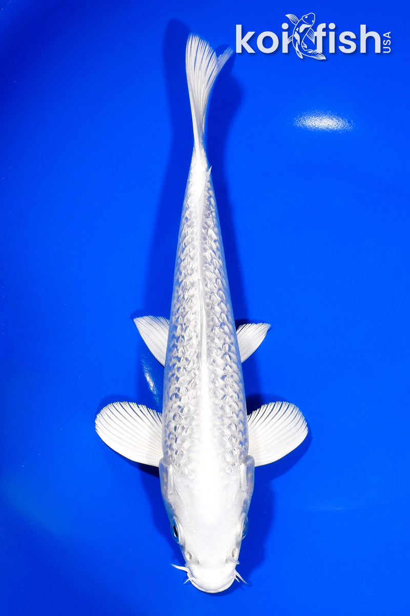 8.75" GINRIN PLATINUM OGON