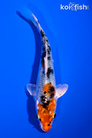 5.25" YAMATO NISHIKI