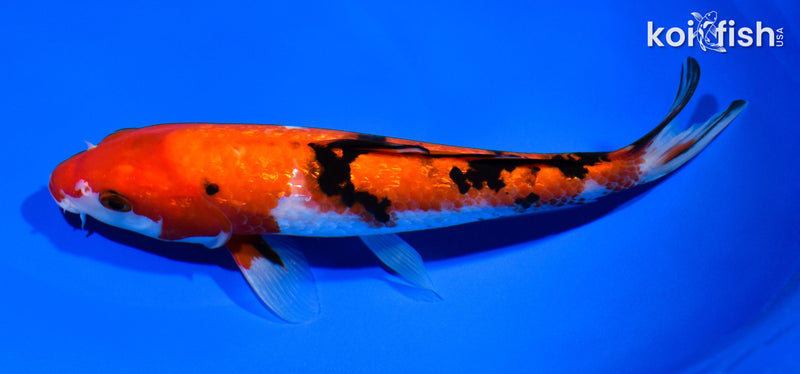 8.5" GINRIN SANKE