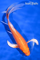 7" ORENJI OGON BUTTERFLY