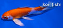 4.75" HARIWAKE BUTTERFLY