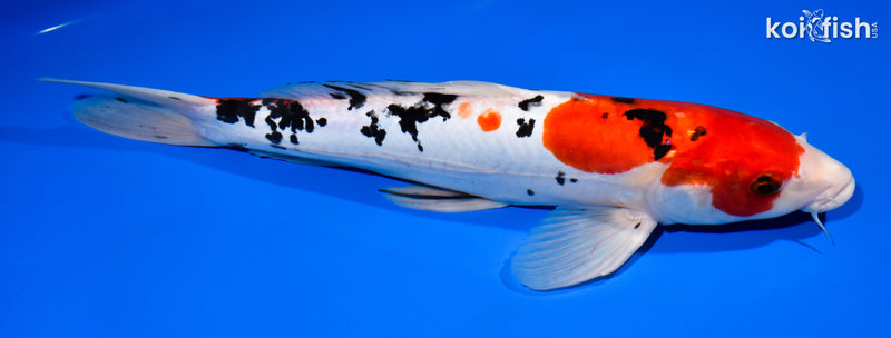 13.25" DOITSU SANKE