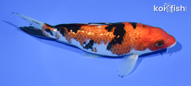 5.75" GINRIN AKA SANKE