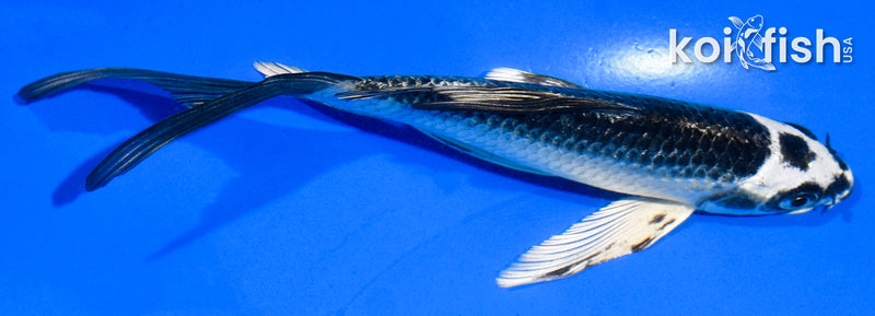 5.5" NEZU OGON BUTTERFLY