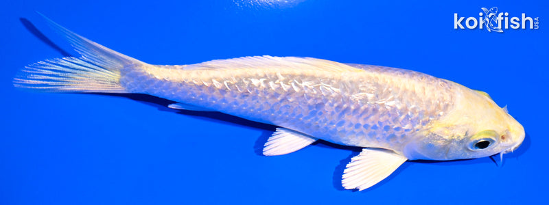 4.75" GINRIN YAMABUKI OGON