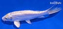 5.75" DOITSU HARIWAKE