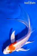 5.5" KIKUSUI BUTTERFLY
