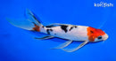 8.5" SANKE BUTTERFLY