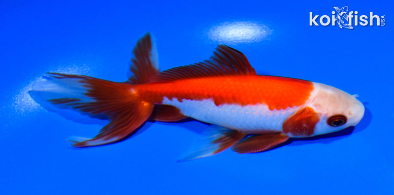 5.5" SARASA WAKIN GOLDFISH