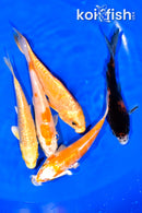 PACK OF (5) 4.25-4.5" STANDARD KOI
