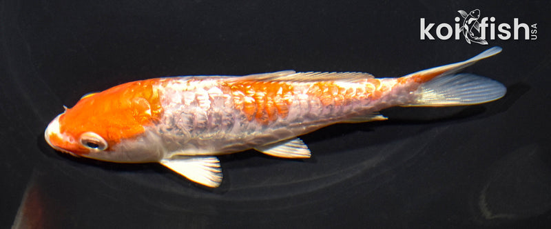 5.5" GINRIN ARAGOKE HARIWAKE