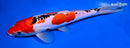 9.25" DOITSU GOSHIKI