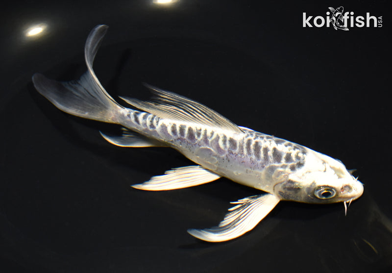 7" ARAGOKE KIKOKURYU BUTTERFLY