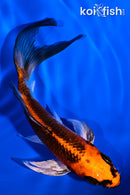 5.25" KUJAKU BUTTERFLY