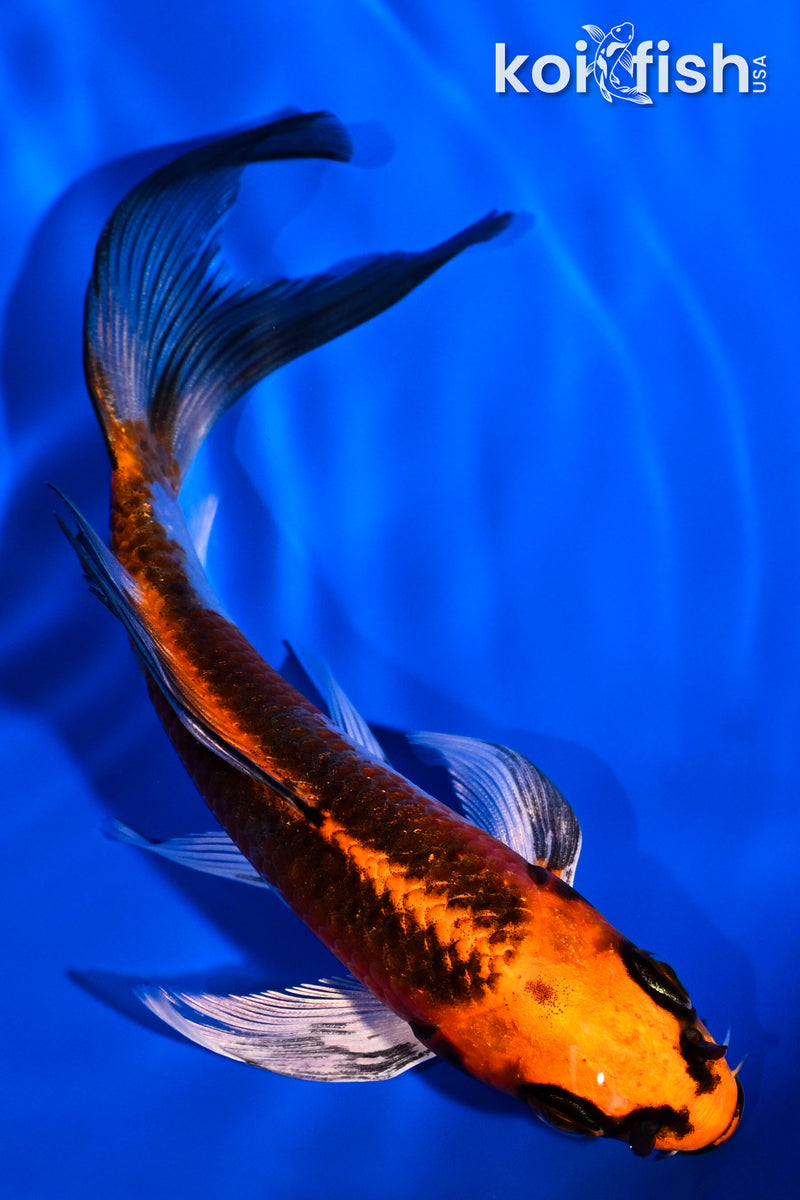 5.25" KUJAKU BUTTERFLY