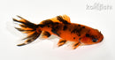 3.75" WAKIN GOLDFISH