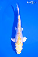 5.75" GINRIN LEMON HARIWAKE