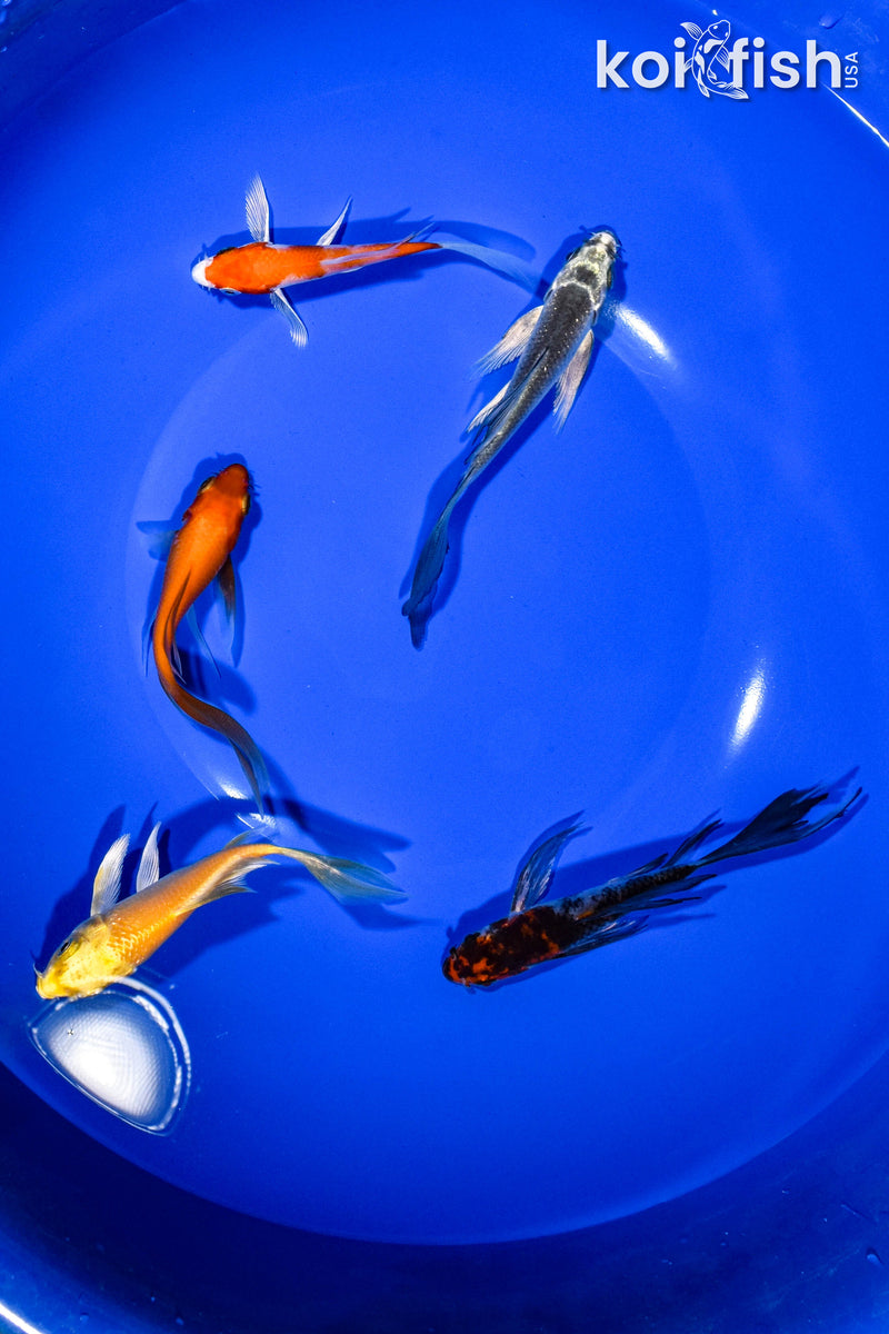 PACK OF (5) 3-4" BUTTERFLY KOI