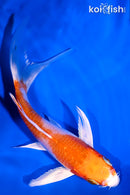 5.25" HARIWAKE BUTTERFLY