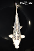 7.5" ARAGOKE GIN MATSUBA