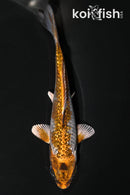 4.25" GINRIN METALLIC OCHIBA SHIGURE
