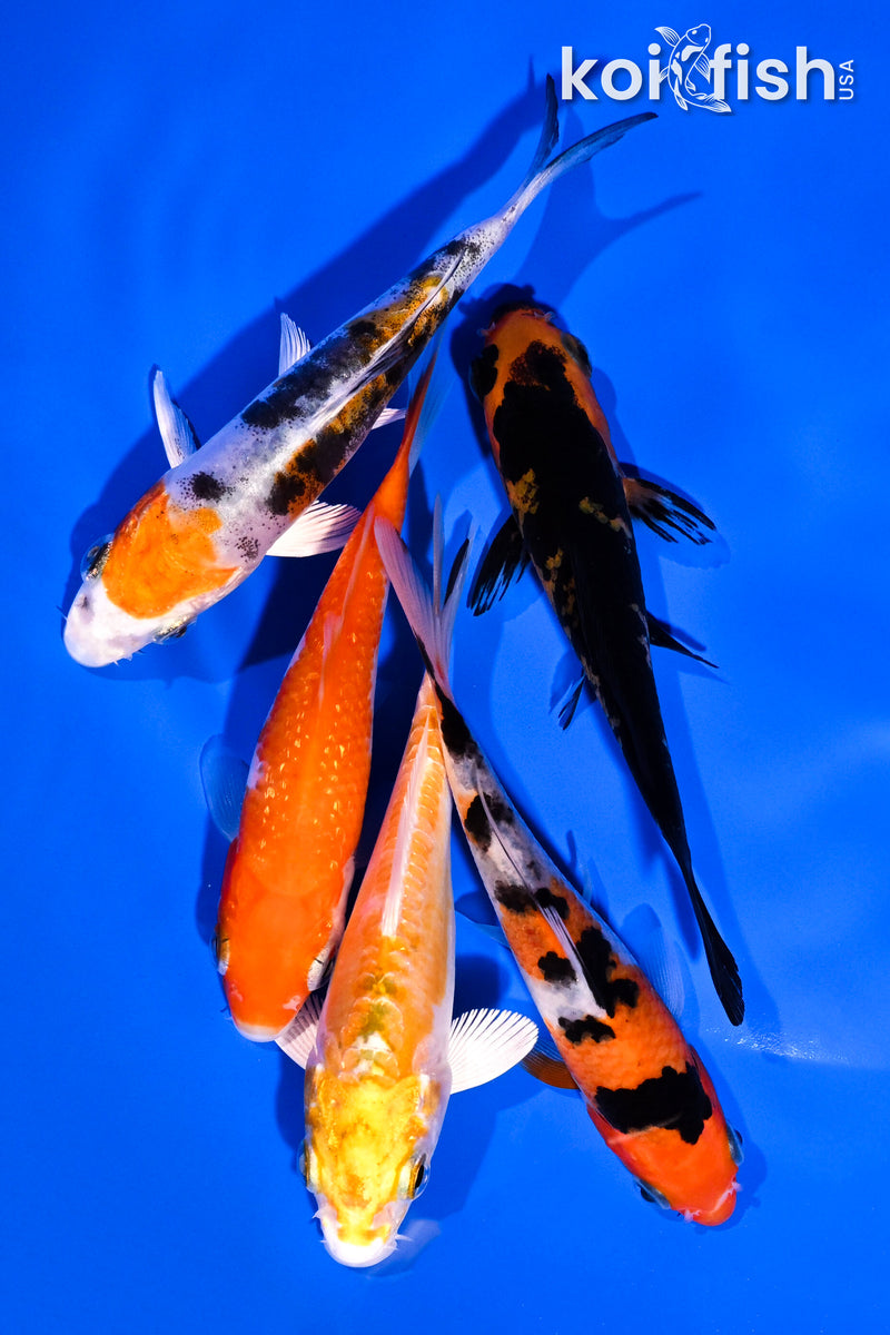 PACK OF (5) 4-5" STANDARD KOI