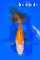 5.75" KUCHIBENI WATONAI GOLDFISH