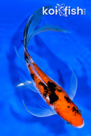 8" GINRIN SANKE BUTTERFLY