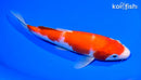 7.25" KOHAKU