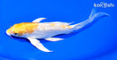 7" GINRIN LEMON HARIWAKE BUTTERFLY