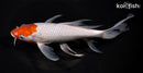 8.5"OCHIBA SHIGURE BUTTERFLY