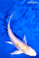 5.5" GINRIN LEMON HARIWAKE BUTTERFLY